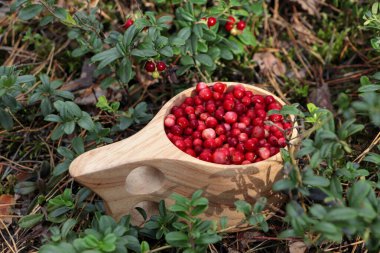 Açık havada bir sürü olgun yaban mersini var.