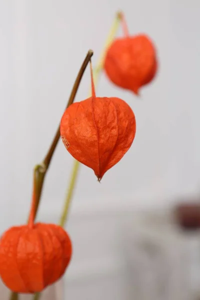 Decorative Physalis Branches Blurred Background Closeup — Stock Photo, Image