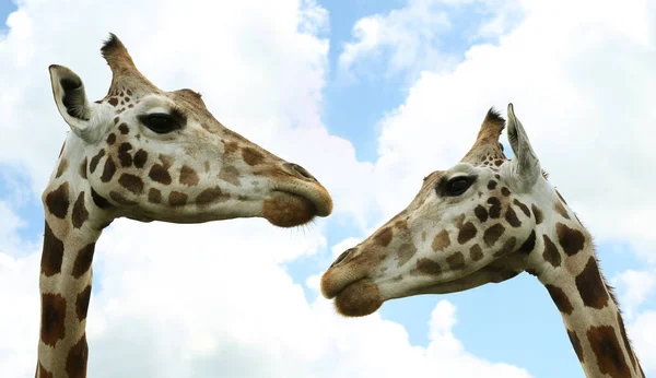 Cute giraffes against cloudy sky, closeup. African fauna