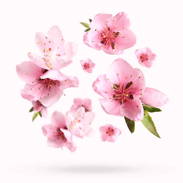 Beautiful Sakura Blossoms Falling White Background Spring Season — Stock Photo, Image
