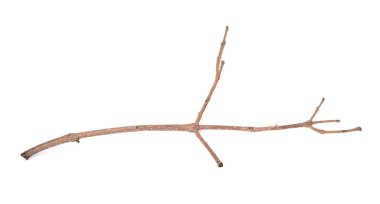 One dry tree twig isolated on white