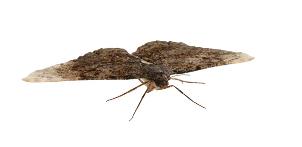 Single Alcis Repandata Moth Isolated White — Stock Photo, Image