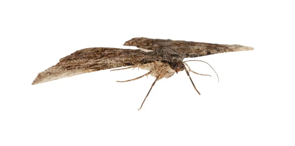 Single Alcis Repandata Moth Flying White Background — Stock Photo, Image