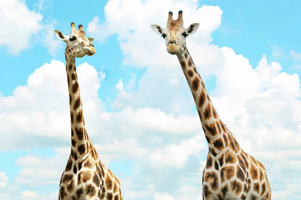 Cute giraffes against cloudy sky. African fauna