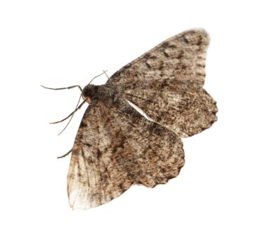 Single Alcis repandata moth isolated on white