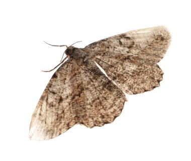 Single Alcis repandata moth isolated on white