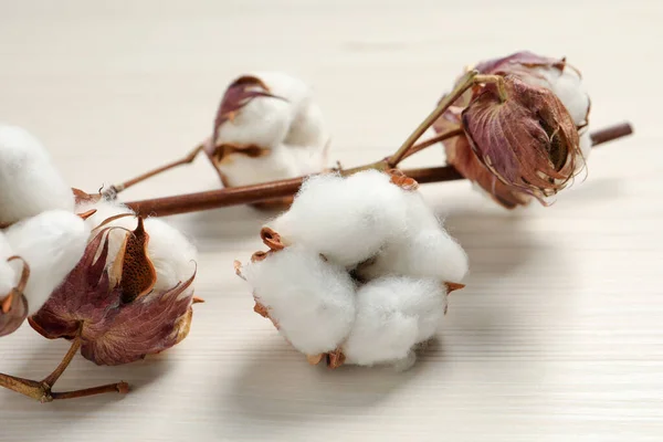 Dried Cotton Branch Fluffy Flowers White Wooden Table Closeup — Zdjęcie stockowe