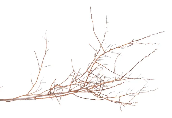One Dry Tree Twig Isolated White — Stok fotoğraf