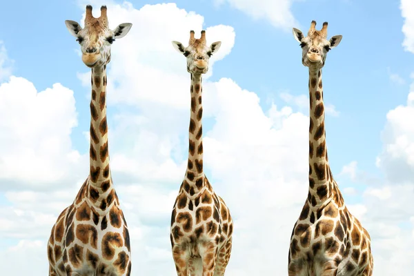 Group of cute giraffes against cloudy sky. African fauna