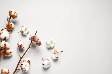 Dry cotton branches with fluffy flowers on white background, flat lay. Space for text