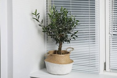 Beautiful young potted olive tree on windowsill indoors. Interior element