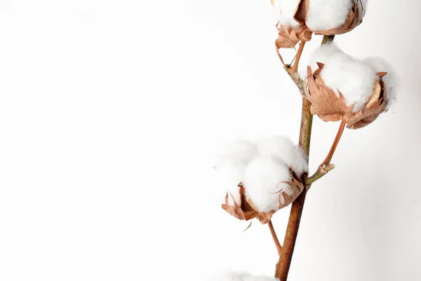 Cotton Branch Fluffy Flowers White Background Closeup Space Text — Zdjęcie stockowe
