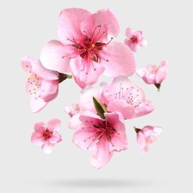 Beautiful sakura blossoms falling on light background. Spring season