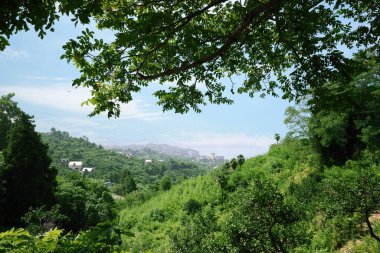 Denize yakın dağlardaki ağaçların resimli görüntüsü