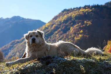 Adorable dog in mountains on sunny day