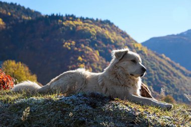 Adorable dog in mountains on sunny day