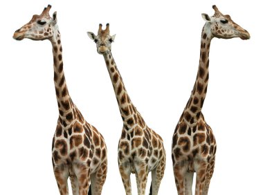Group of cute giraffes on white background