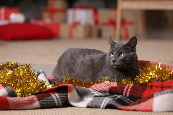 Cute Cat Colorful Tinsel Christmas Lights Home — Φωτογραφία Αρχείου