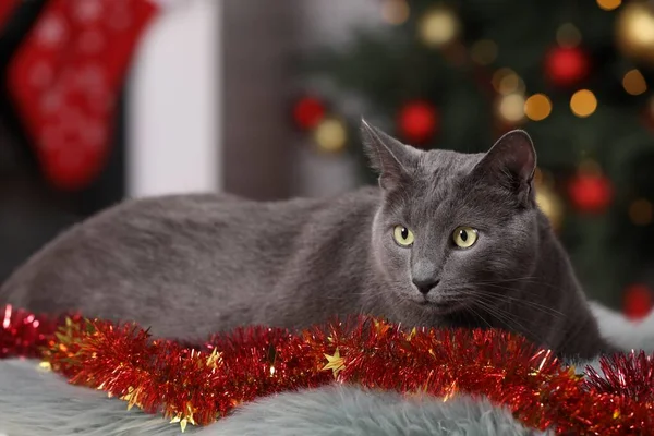 Cute Cat Colorful Tinsel Christmas Tree Indoors — Φωτογραφία Αρχείου
