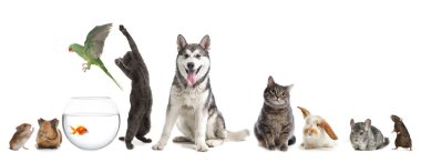 Group of different domestic animals on white background, collage