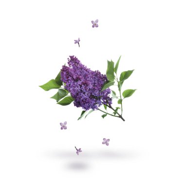Beautiful lilac flowers and leaves falling on white background