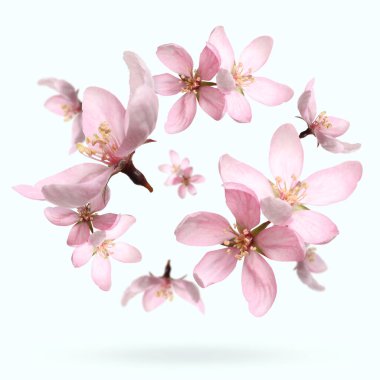 Beautiful sakura blossoms falling on white background. Spring season