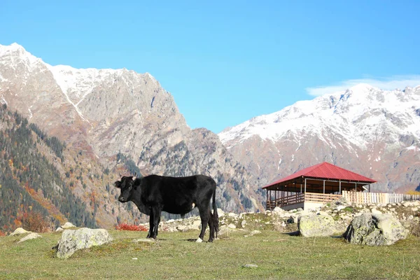 Picturesque view of beautiful high mountains, black cow and building under blue sky on sunny day