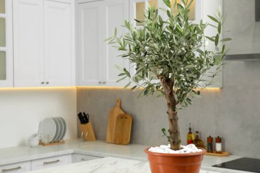 Beautiful olive tree on marble table in stylish kitchen