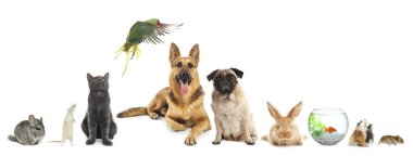 Group of different domestic animals on white background, collage