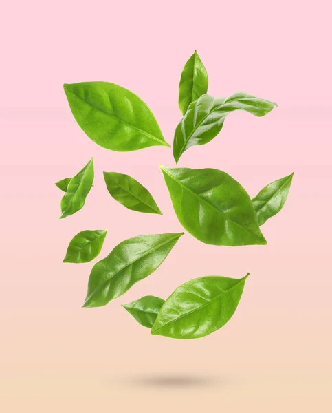 Beautiful fresh green coffee leaves falling on pastel color background