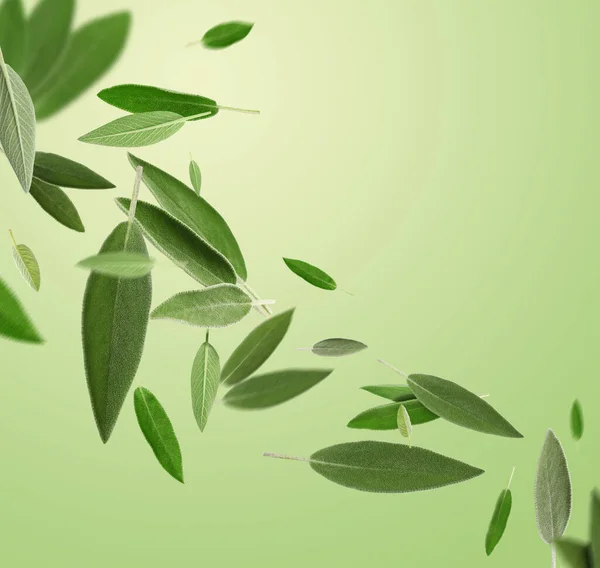 Fresh sage leaves falling on light green background
