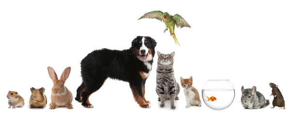 stock image Group of different domestic animals on white background, collage