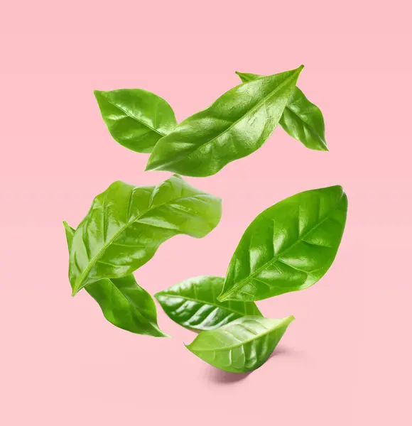 Beautiful fresh green coffee leaves falling on pink background
