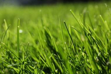 Güneşli bir günde yemyeşil çimenler, yakın çekim.