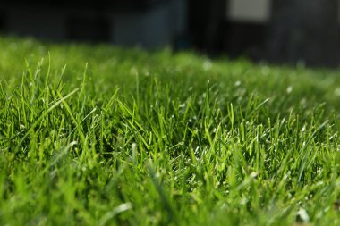 Güneşli bir günde yemyeşil çimenler, yakın çekim.