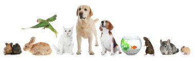 Group of different domestic animals on white background, collage clipart