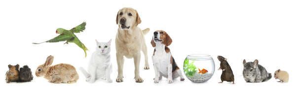 Group of different domestic animals on white background, collage