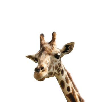 Beautiful spotted African giraffe on white background. Wild animal