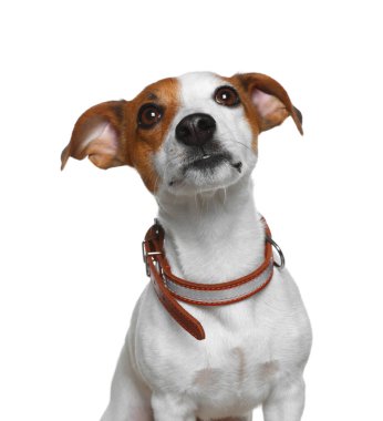 Beyaz arka planda tasması olan tapılası Jack Russell Terrier.