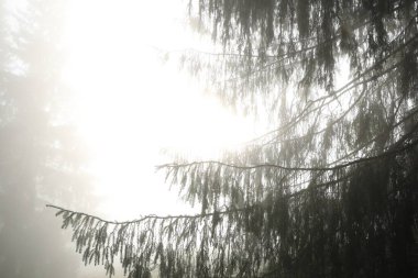 Beautiful coniferous tree in forest on foggy day