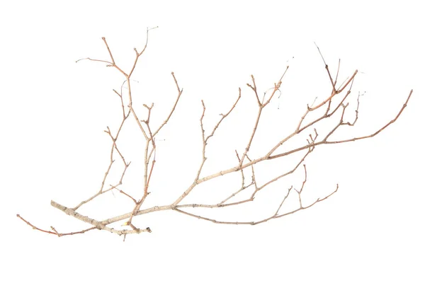 One Dry Tree Twig Isolated White — Φωτογραφία Αρχείου