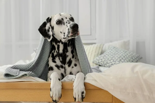 Adorable Dalmatian dog wrapped in blanket on bed indoors