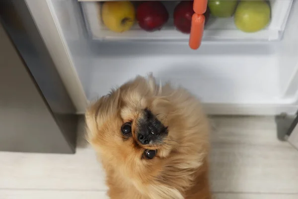 Cute Pekingese dog stealing sausages from refrigerator in kitchen, above view