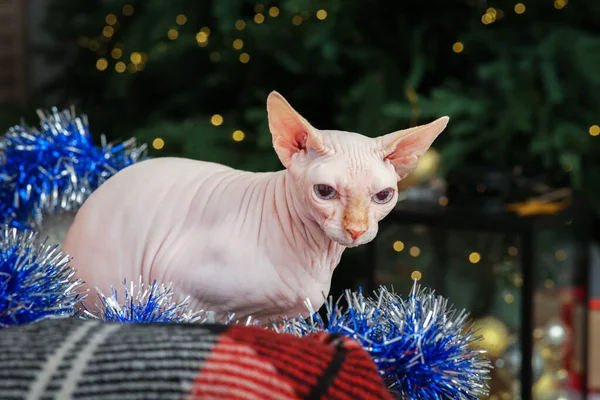 Adorable Sphynx Cat Colorful Tinsel Indoors — Stockfoto