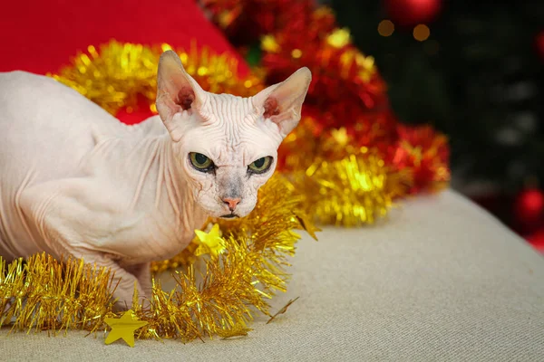Adorable Sphynx Cat Golden Tinsel Light Couch Space Text — Stockfoto