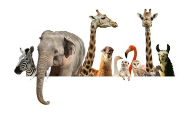 Group of different wild animals standing behind banner on white background, collage