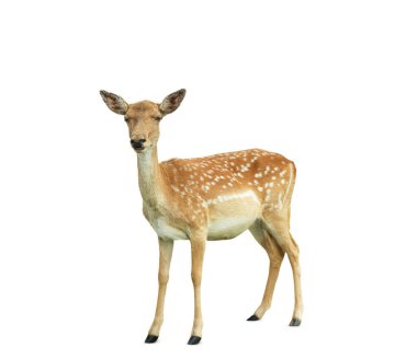 Beautiful deer on white background. Wild animal