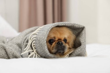 Cute Pekingese dog wrapped in blanket on bed indoors