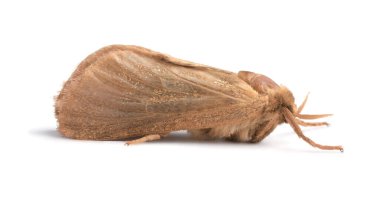 Brown common clothing moth isolated on white