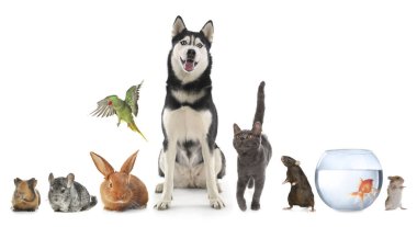 Group of different domestic animals on white background, collage